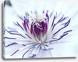 Постер Diana Bachu Цветок клематиса