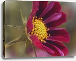 Постер Diana Bachu Макро фото цветка с красными лепестками и желтой серединой. Нежная космея