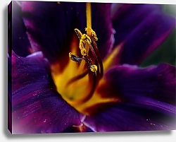 Постер Diana Bachu Пурпурная лилия крупным планом