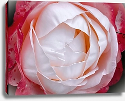 Постер Diana Bachu Бутон нежной розы с розовыми лепестками крупным планом.