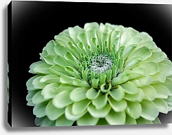 Постер Diana Bachu Цинния зеленая. Цветок на темном фоне