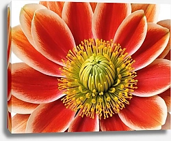 Постер olies Большой цветок