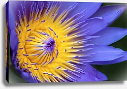 Постер Diana Bachu Фиолетовый лотос с желтой серединой