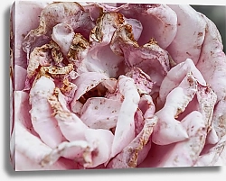 Постер Diana Bachu Макро фото розы с нежными розовыми лепестками. Увядающая роза.