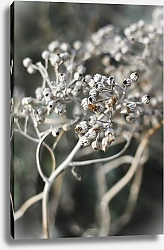 Постер Solar Fangs Dream