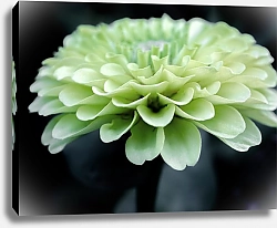 Постер Diana Bachu Цветок циннии зеленой на темном фоне