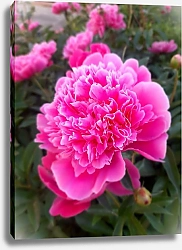 Постер MIrina Maris Пион розовый