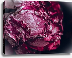 Постер Diana Bachu Макро фото красной необычной розы на темном фоне