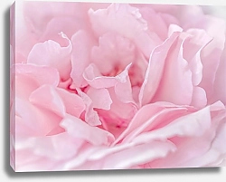 Постер Diana Bachu Нежная розовая роза