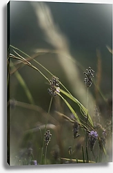 Постер Solar Fangs Herbs