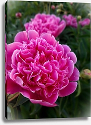 Постер MIrina Maris Пион розовый цветение