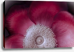 Постер Diana Bachu Экзотический цветок Курупита гвианская