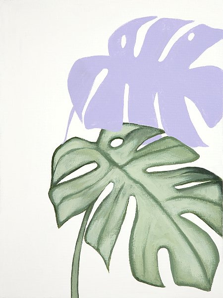 A monstera and its shadow