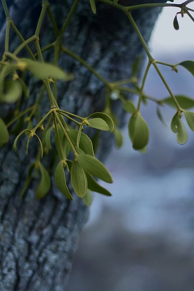 Mistletoe