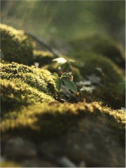 Купить постеры художников, тренды